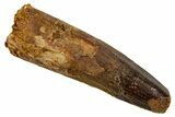 Real Fossil Spinosaurus Tooth - Feeding Worn Tip #346925-1